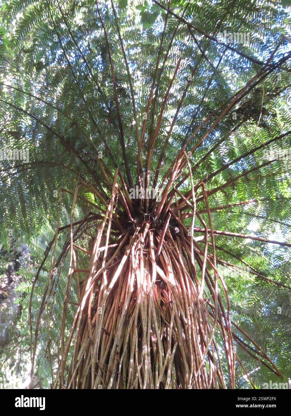 Fougère de Smith (Cyathea smithii), Plantae, lac Rotopounamu Banque D'Images