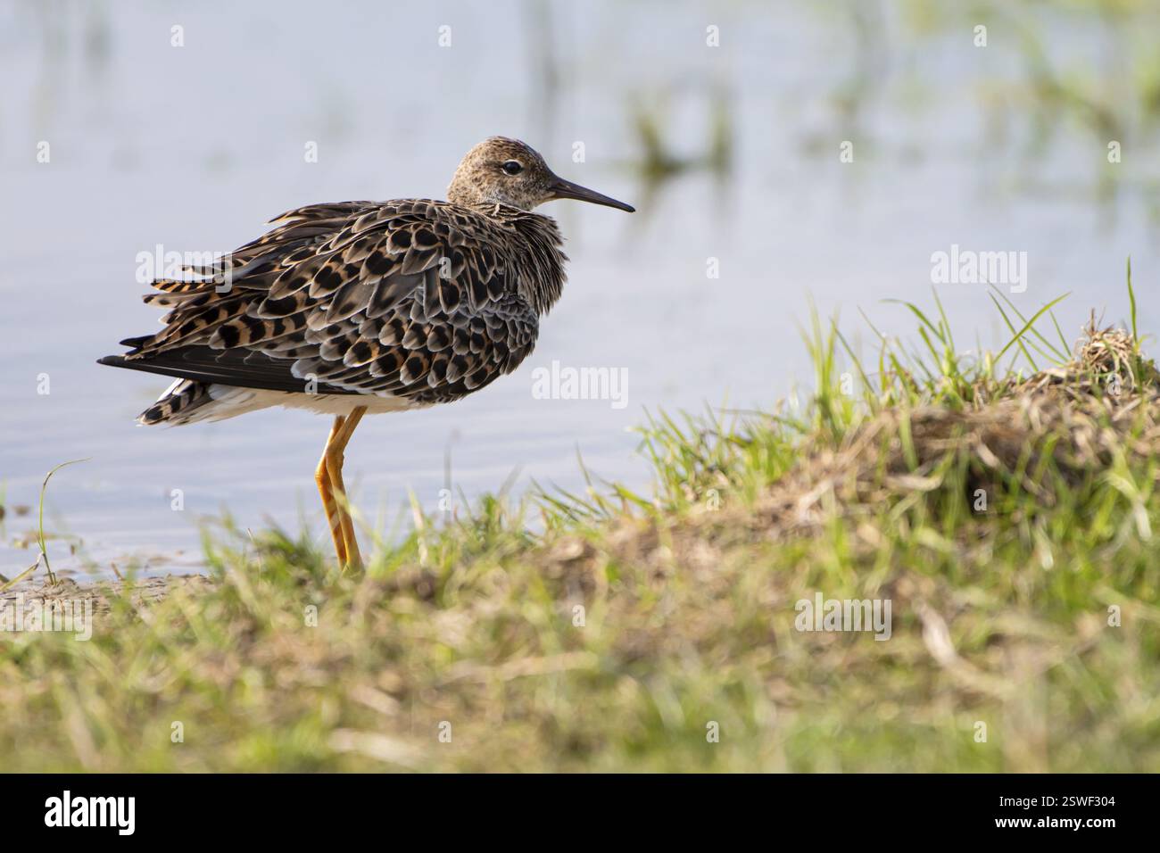 Ruff (Philomachus pugnax), Ochsenmoor, Duemmer, Lemfoerde, basse-Saxe, Allemagne, Europe Banque D'Images