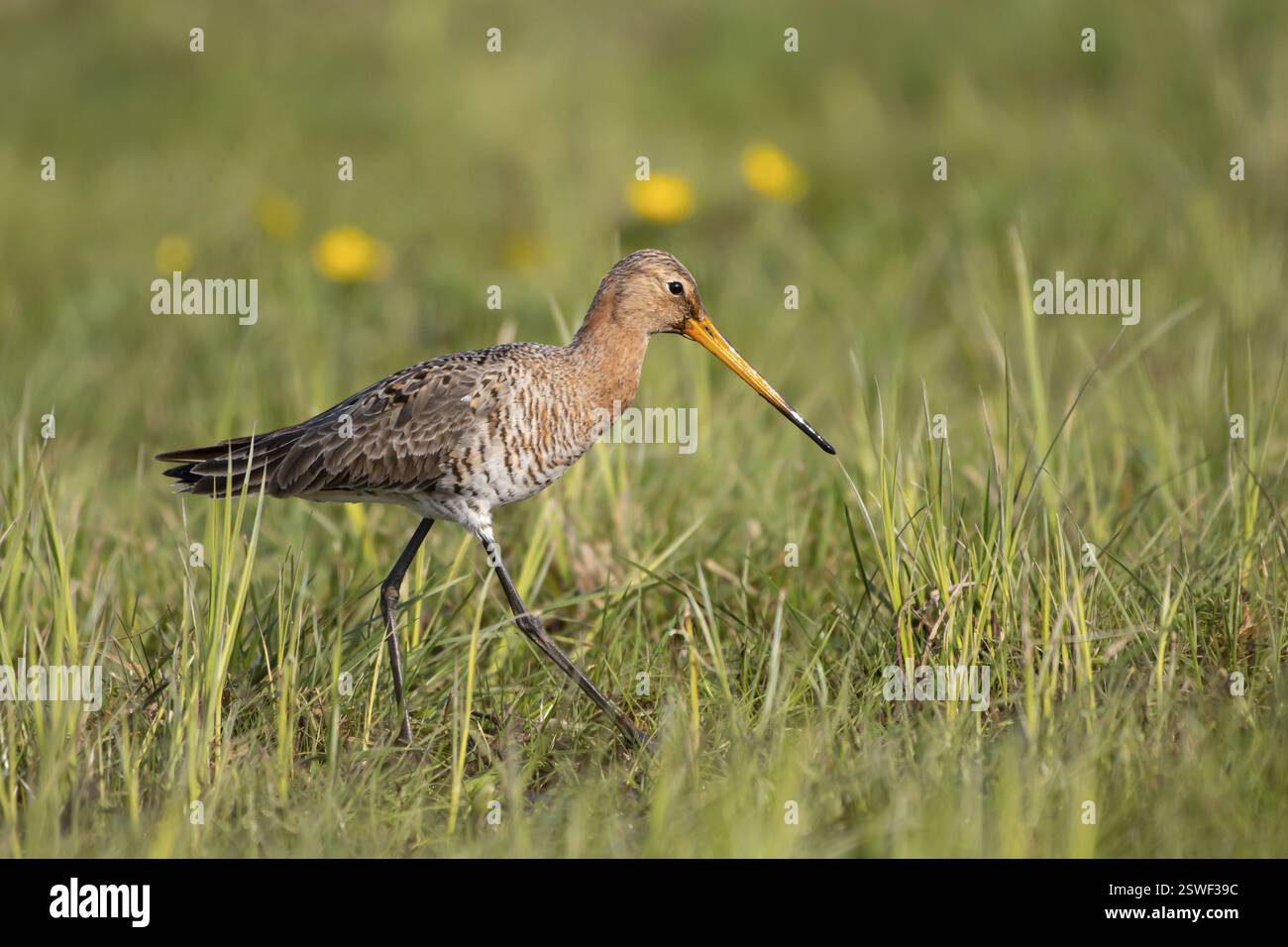 Godwit à queue noire (Limosa limosa), fourrage, Ochsenmoor, Duemmer, Lemfoerde, basse-Saxe, Allemagne, Europe Banque D'Images