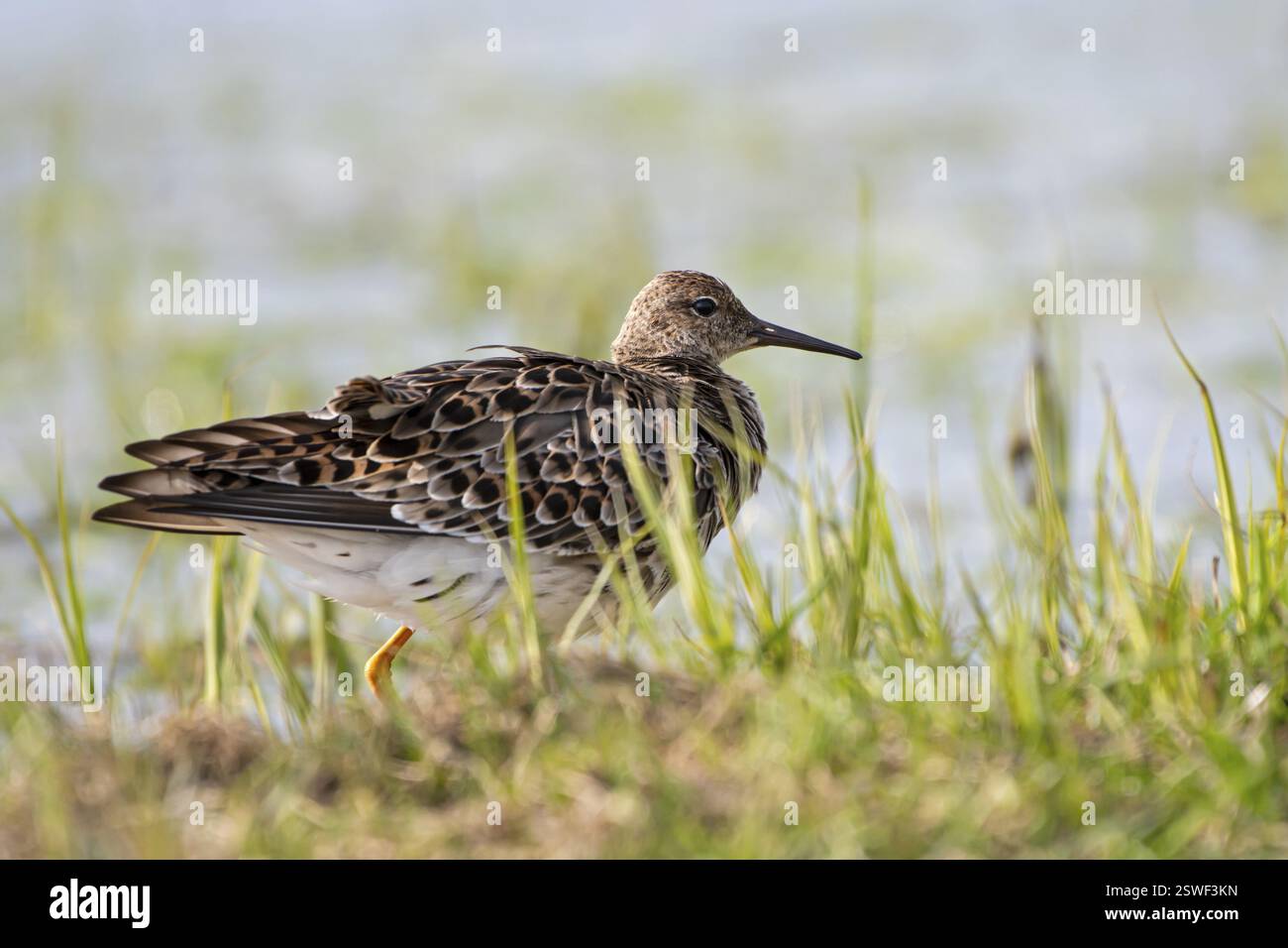 Ruff (Philomachus pugnax), Ochsenmoor, Duemmer, Lemfoerde, basse-Saxe, Allemagne, Europe Banque D'Images