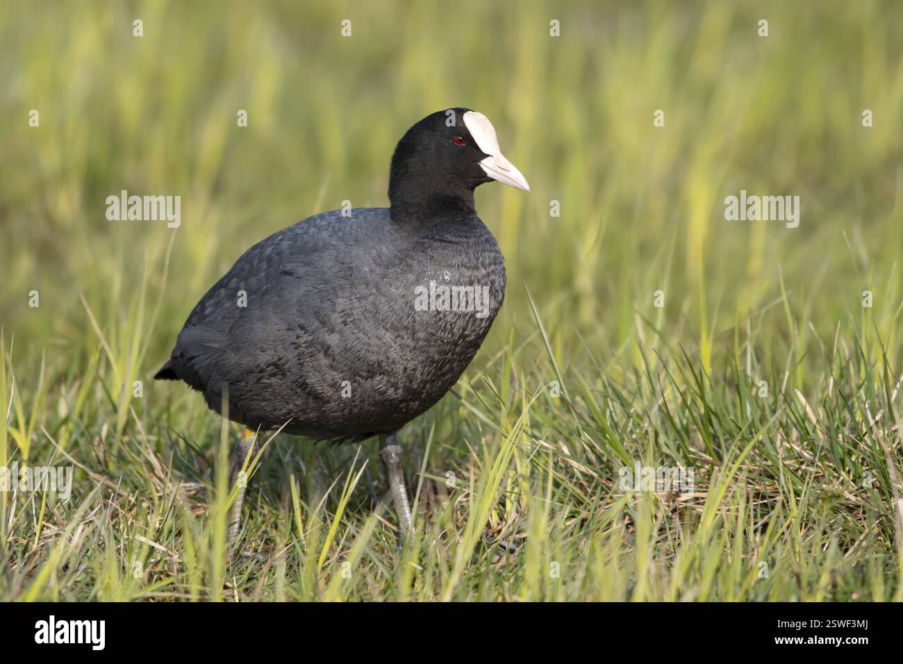 Eurasian Coot (Fulica atra), Ochsenmoor, Duemmer, Lemfoerde, basse-Saxe, Allemagne, Europe Banque D'Images
