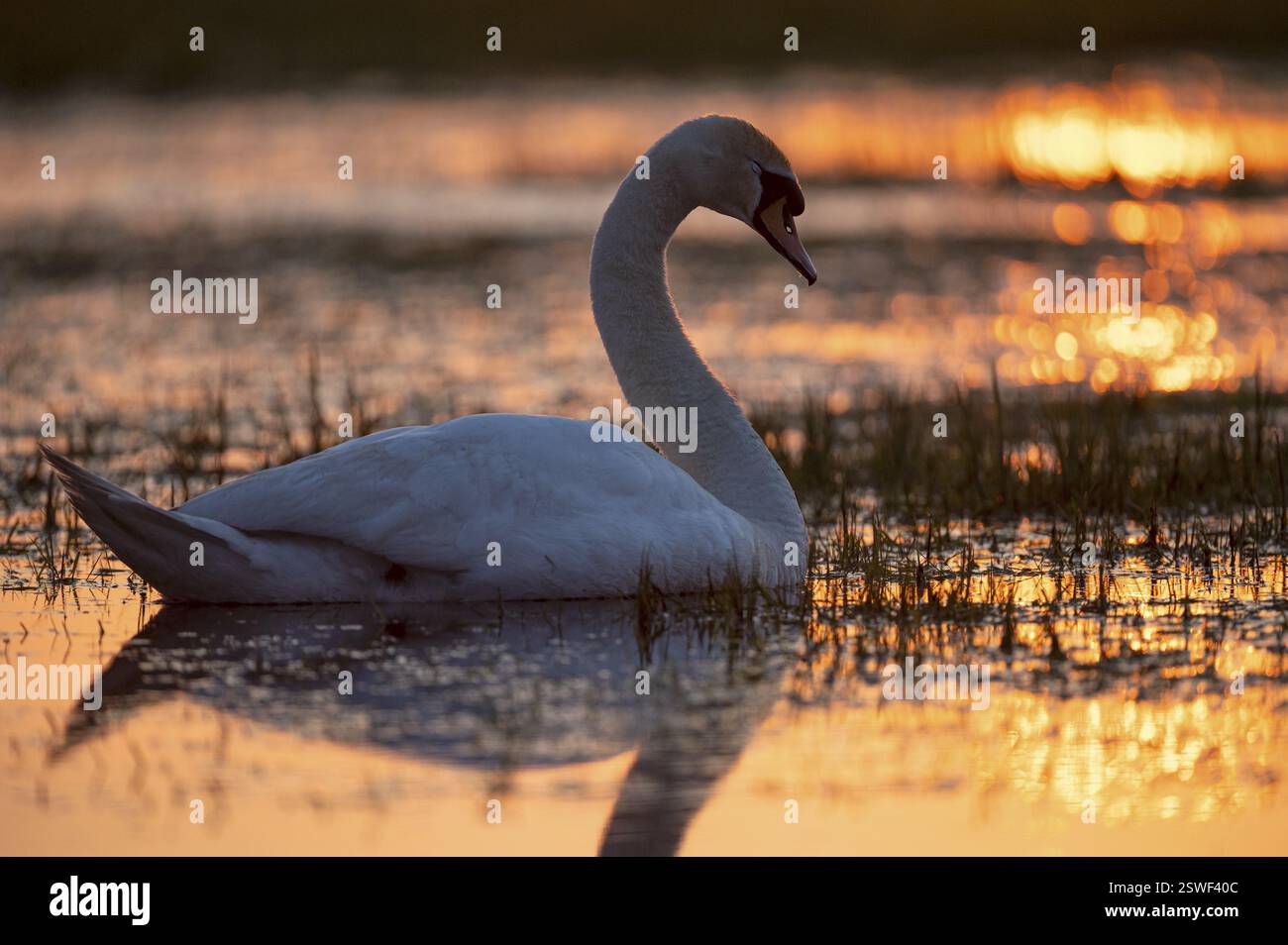 Cygne muet (Cygnus olor), nageant dans un pré humide, au coucher du soleil, contre-jour, Ochsenmoor, Duemmer, Lemfoerde, basse-Saxe, Allemagne, Europe Banque D'Images
