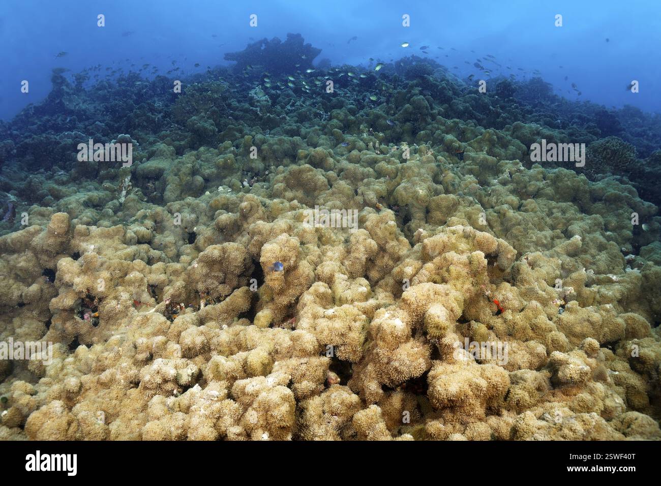 Grande colonie d'anémone discale (Discosoma rhodostoma) colonise le récif corallien, empêche d'autres formes de vie, anémone de mer (Actinaria), Grande barrière de corail, UNESCO Banque D'Images