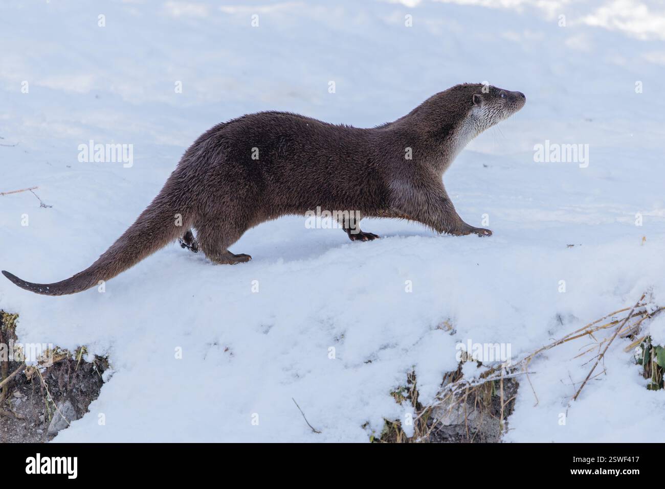 Par une journée ensoleillée, une loutre (Lutra lutra) traverse la rive enneigée Banque D'Images