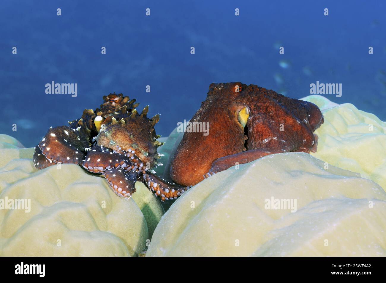 Poulpe, accouplement de poulpe (Octopus vulgarsi), Grande barrière de corail, site du patrimoine mondial de l'UNESCO, mer de corail, mer de corail, océan Pacifique, Cairns, Queensland, A Banque D'Images