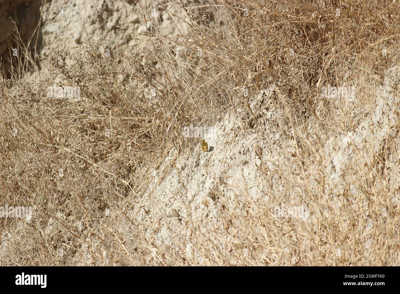 Finlandais jaune verdâtre (Sicalis olivascens), Aves, San Antonio de Chaclla 15510, Perú Banque D'Images