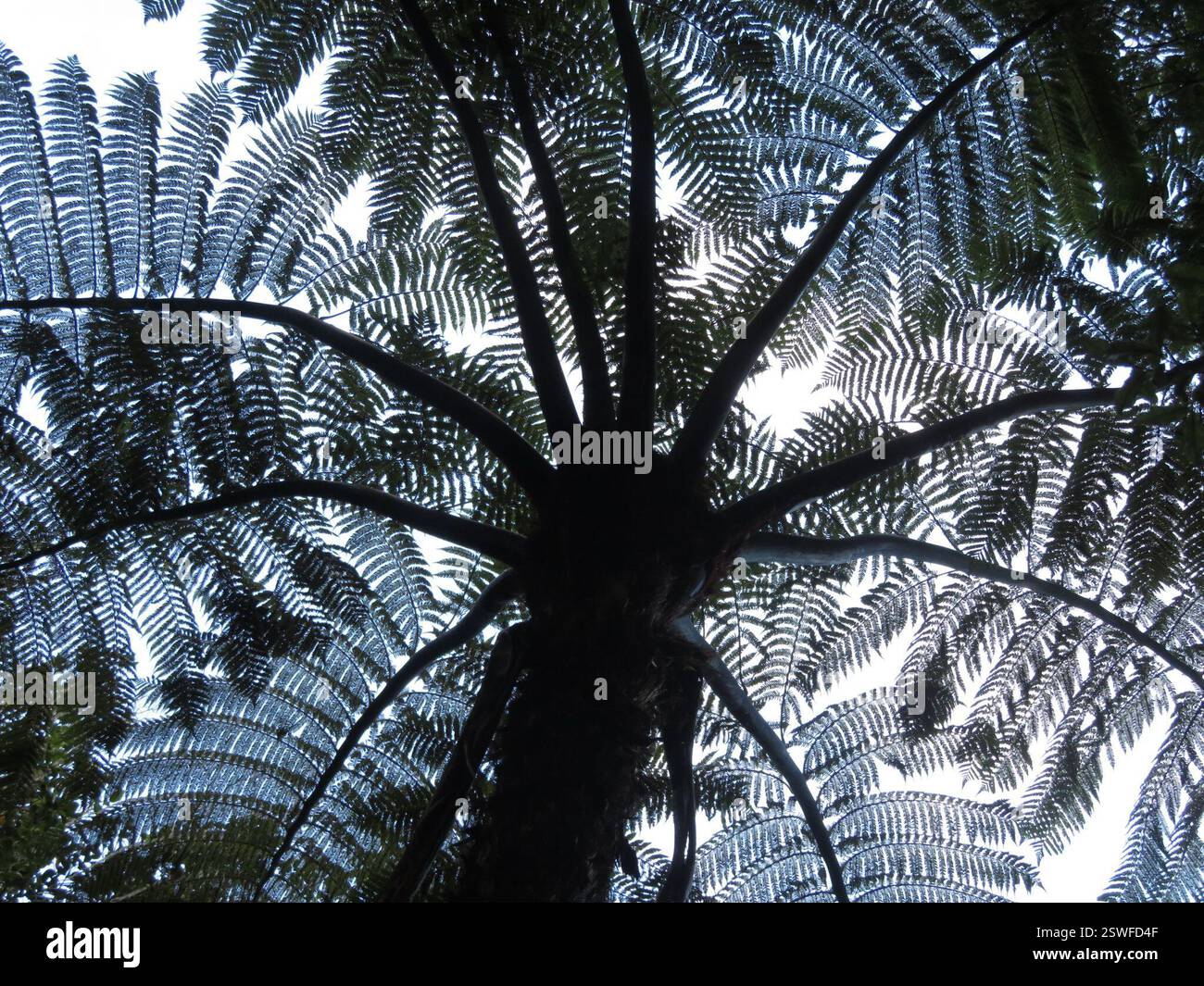 Fougère des arbres noirs (Cyathea medullaris), Plantae, lac Rotopounamu Banque D'Images
