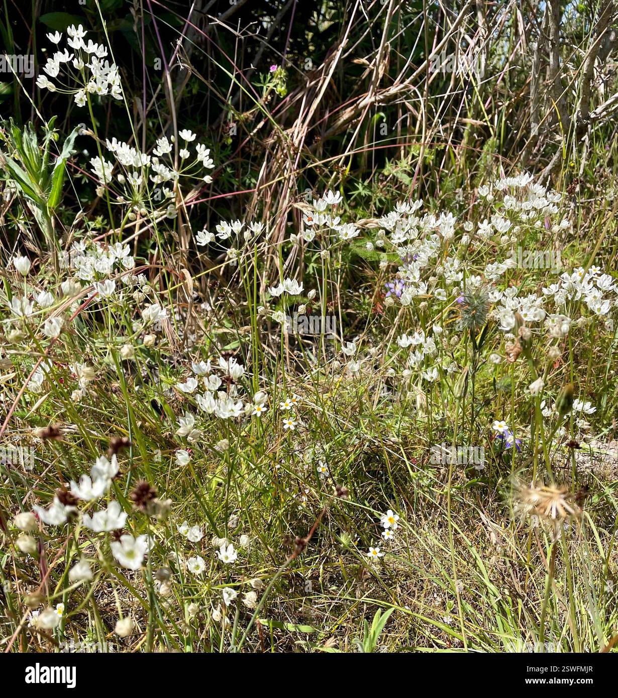 Convergent Lady Beetle (Hippodamia convergens), Insecta, Fort Ord National Monument, Salinas, CA, US, Link to White Brodiaea (Triteleia hyacinthina) observation https://www.inaturalist.org/observations/169181774 la clé de l'évaluation des Lady Beetles est de voir et photographier l'extrémité avant pour voir les motifs sur la tête et le pronotum (devant les ailes). Le coccinelle convergente (Hippodamia convergens) appartient au genre oblong Lady Beetles (Hippodamia). Cette espèce a deux lignes blanches convergentes distinctives sur le front (pronotum). Le nombre de points noirs est variable. C'est l'un des plus courants Banque D'Images