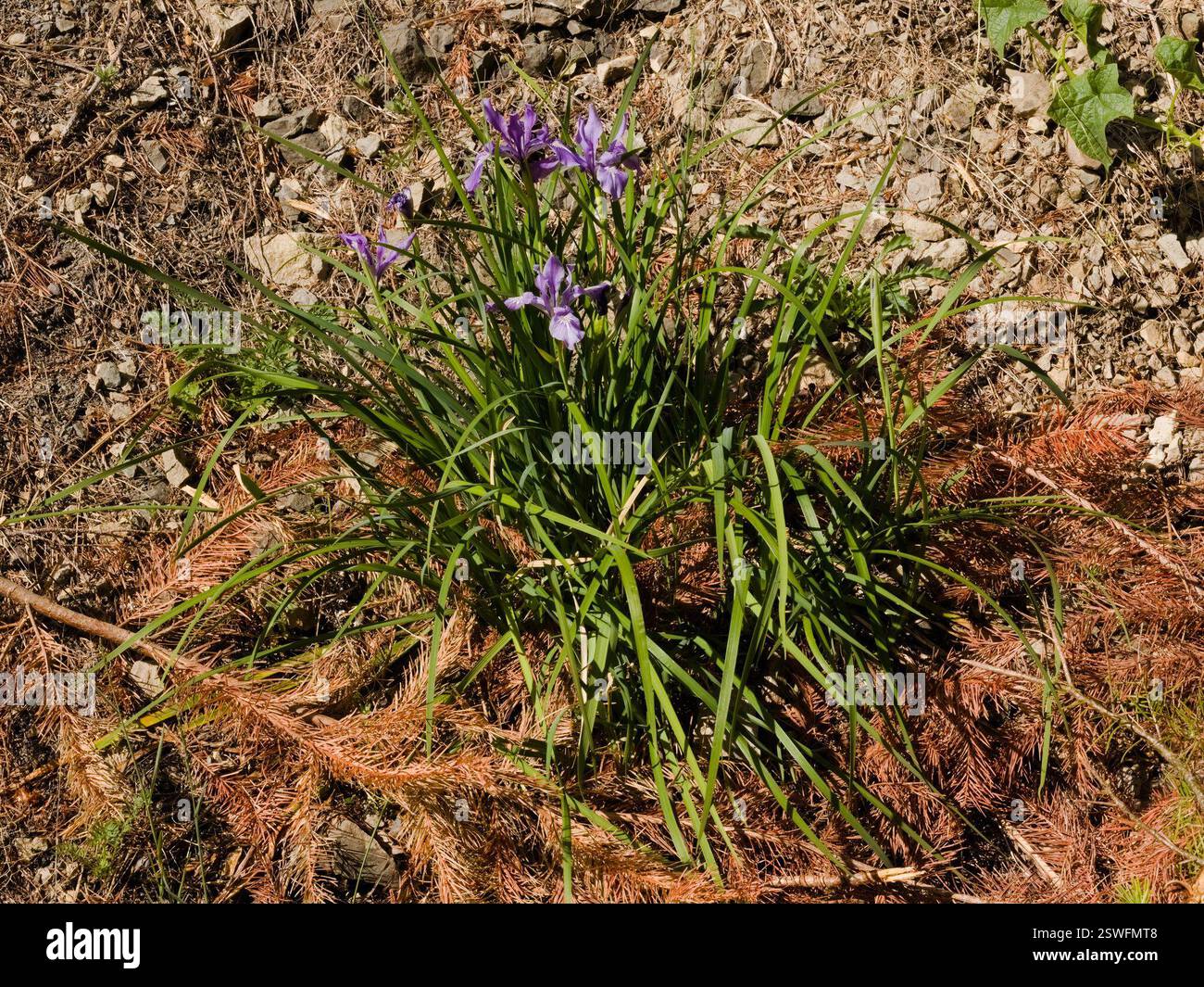Iris de l'Oregon (Iris tenax), Plantae, Comté de Benton, OREGON, États-Unis Banque D'Images