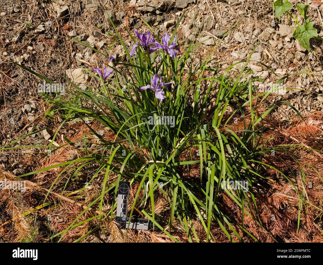Iris de l'Oregon (Iris tenax), Plantae, Comté de Benton, OREGON, États-Unis Banque D'Images
