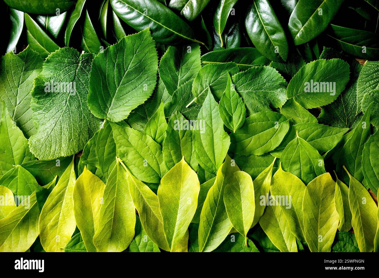 Fond fait de feuilles vertes, dégradé vert Banque D'Images