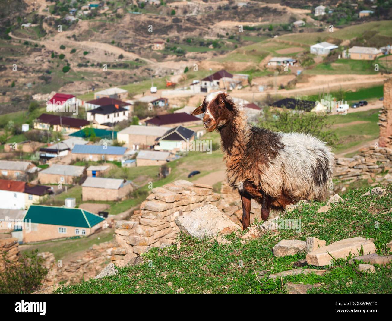 Gros plan portrait d'un mouton avec de la laine sale. Mouton drôle sur le fond d'un village de montagne. Banque D'Images
