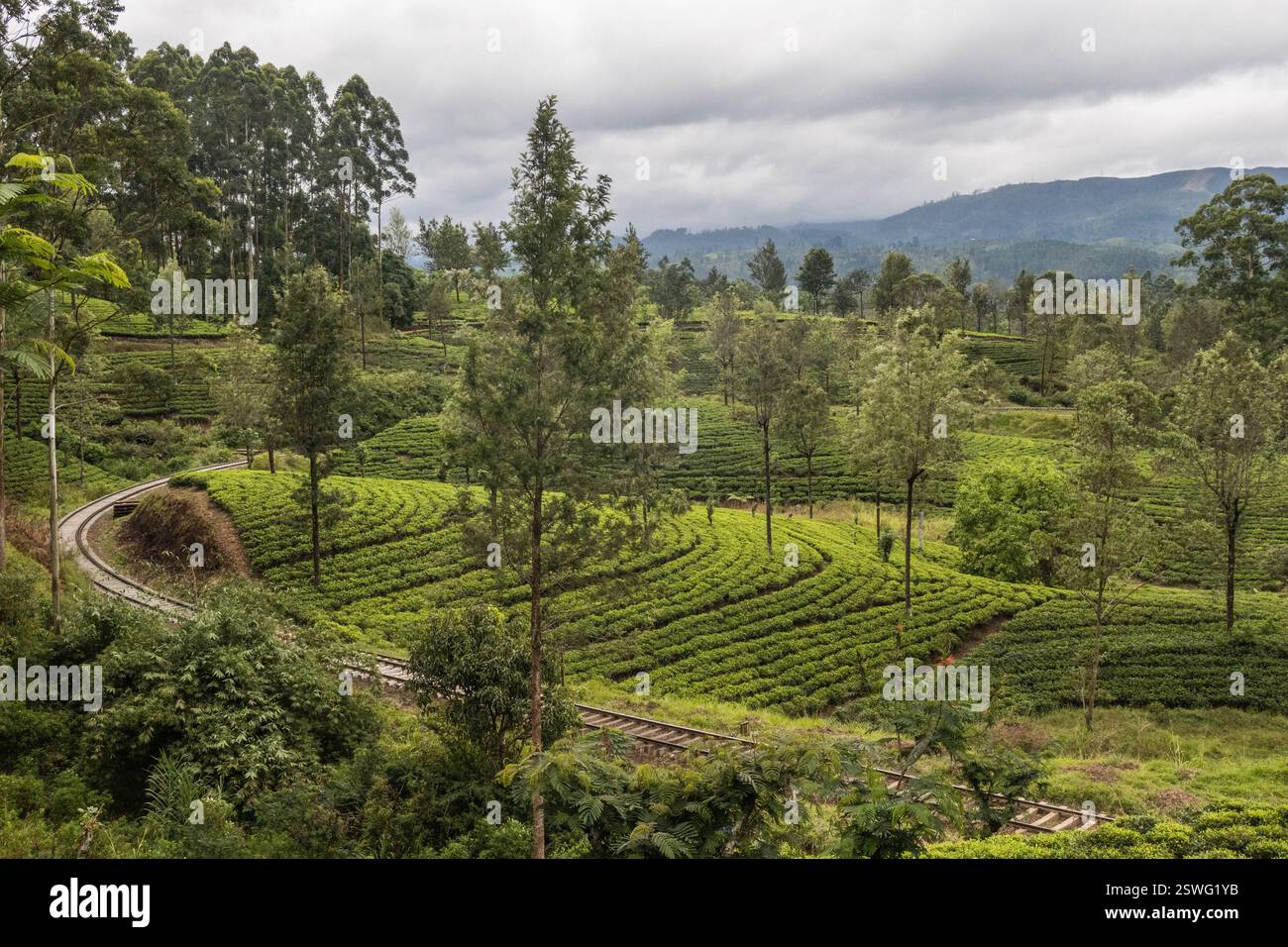 Point de vue de courbe de bouteille, chemin de fer à travers le pays du thé, Pekoe Trail, Watagoda, Sri Lanka Banque D'Images