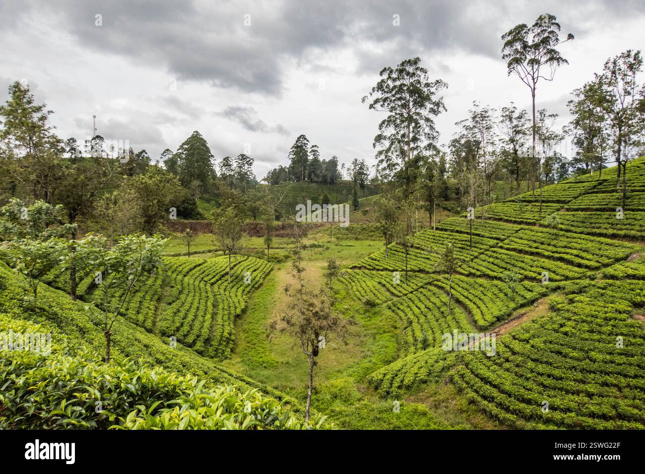 Vue sur le magnifique domaine de thé Derryclare le long de la piste Pekoe, Kotagala, Sri Lanka Banque D'Images