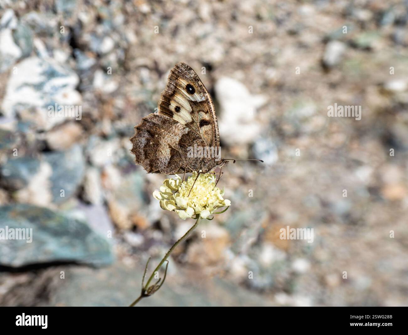 L'imago lumineux Chazara briseis, l'ermite, est une espèce de papillon appartenant à la famille des Nymphalidae. Banque D'Images