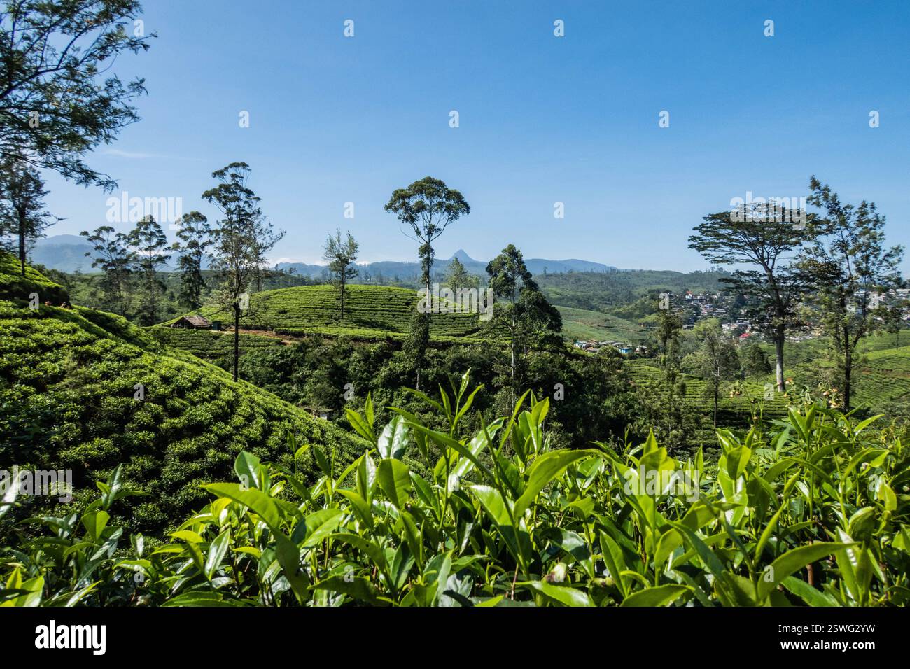 Vue sur le magnifique domaine de thé Derryclare le long de la piste Pekoe, Kotagala, Sri Lanka Banque D'Images