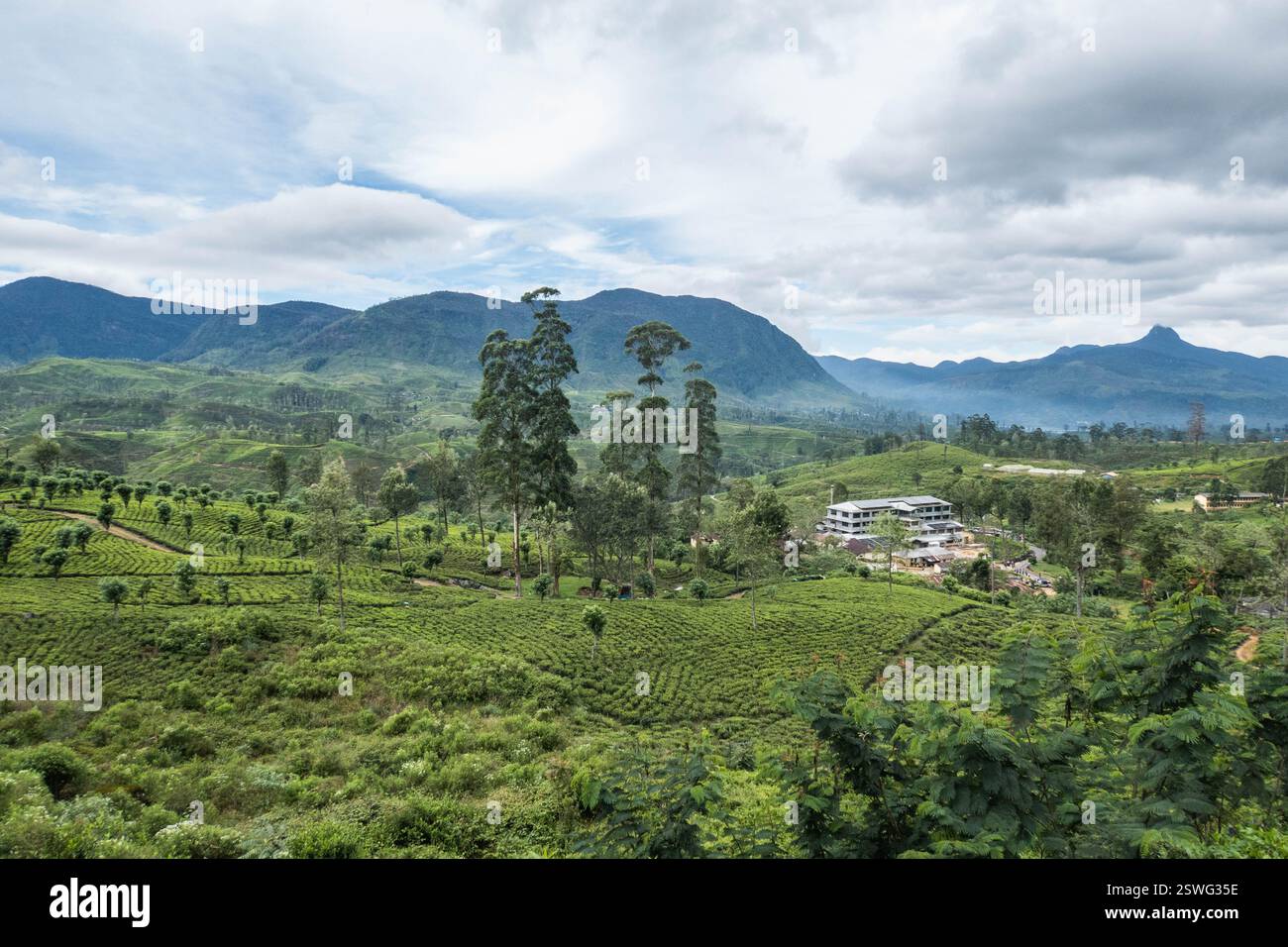 Vue du mont Adams depuis le sentier Pekoe, Hatton, Sri Lanka Banque D'Images
