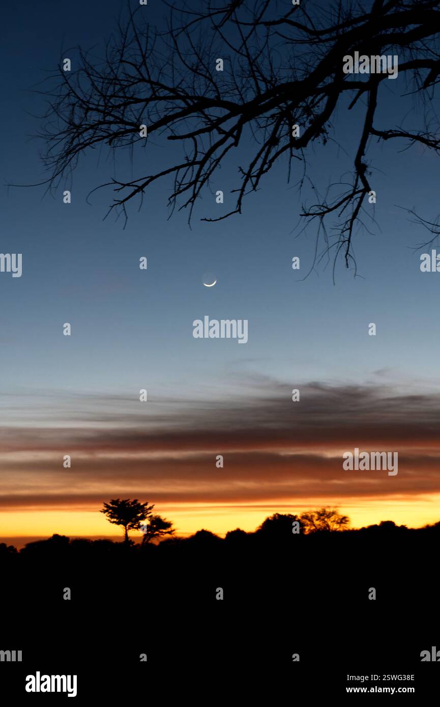 Image captivante d'un croissant de lune au crépuscule avec des cieux colorés vibrants et des arbres et branches silhouettes évoquant le calme et la nature pittoresque Banque D'Images