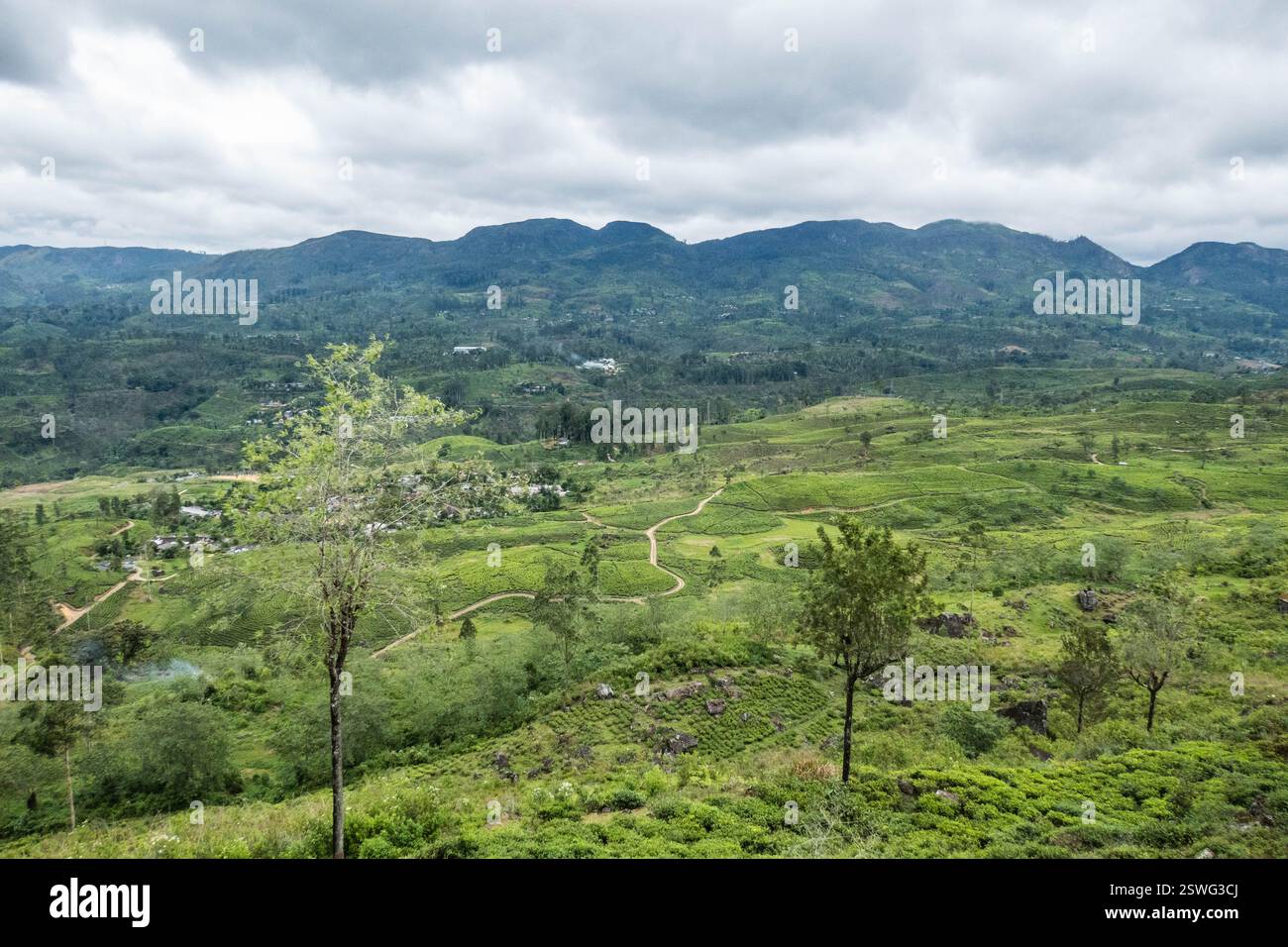 Plantations de thé dans la magnifique vallée de Maskeliya, Pekoe Trail, Maskeliya, Sri Lanka Banque D'Images