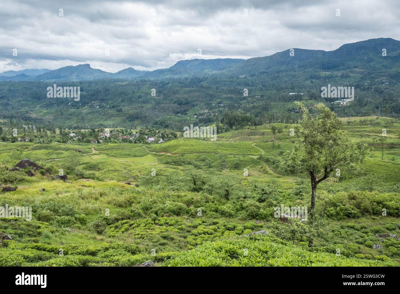 Plantations de thé dans la magnifique vallée de Maskeliya, Pekoe Trail, Maskeliya, Sri Lanka Banque D'Images