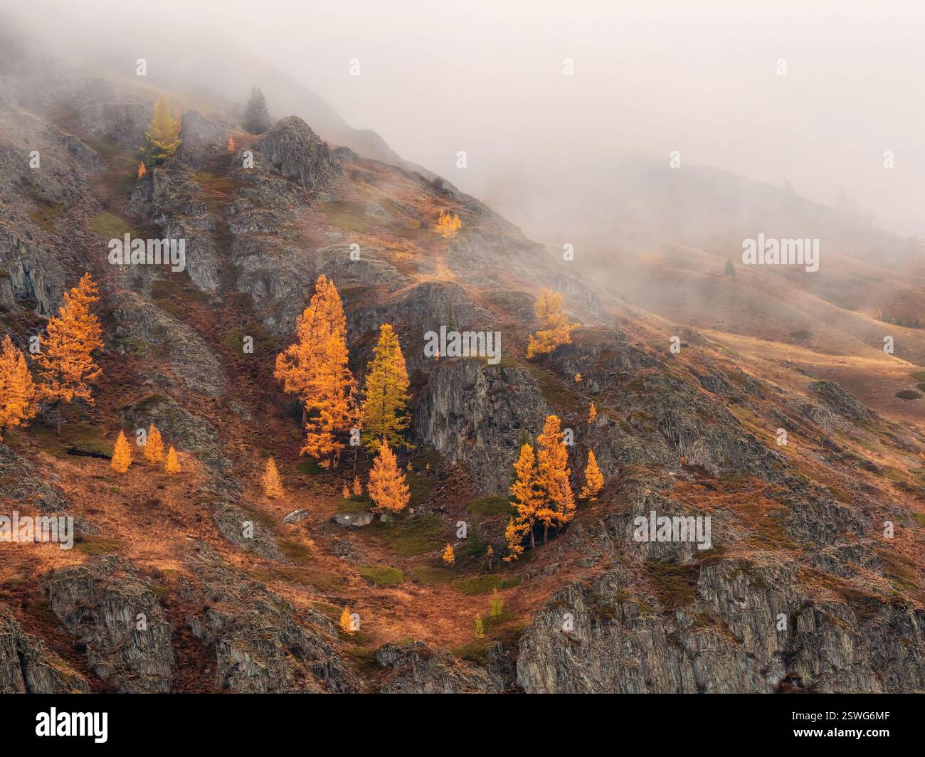 Paysage d'automne coloré avec petit arbre jaune parmi les pierres et les rochers Banque D'Images