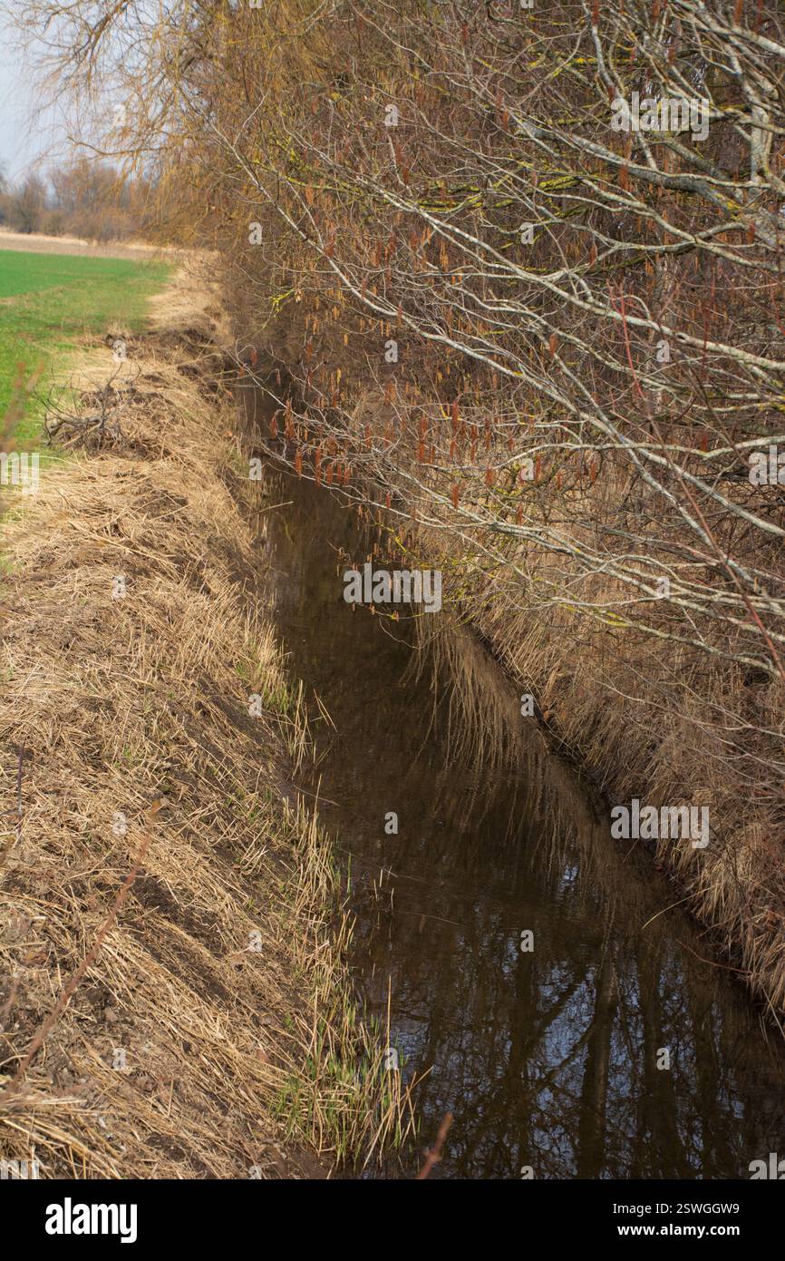 fossés à côté des terres arables en hiver sec avec de l'herbe brune sèche et pas de feuilles sur les arbres Banque D'Images