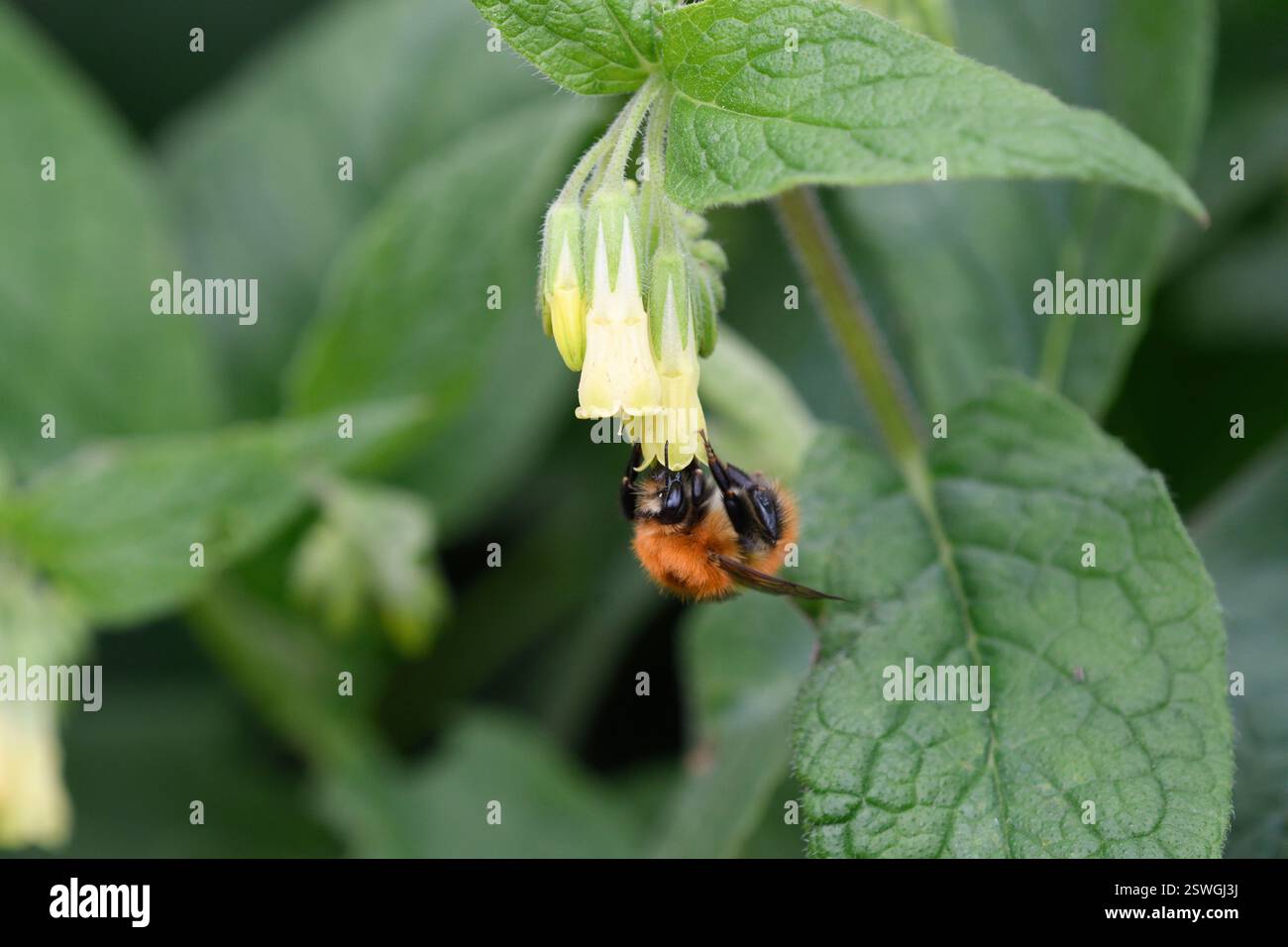 Gros plan d'un bourdon se nourrissant de fleurs de Symphitum tuberosum Banque D'Images