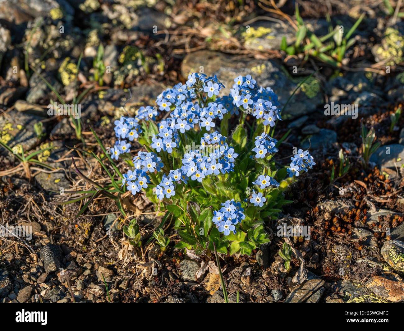 Beau fond naturel floral avec Forget-me-not (Eritrich Banque D'Images
