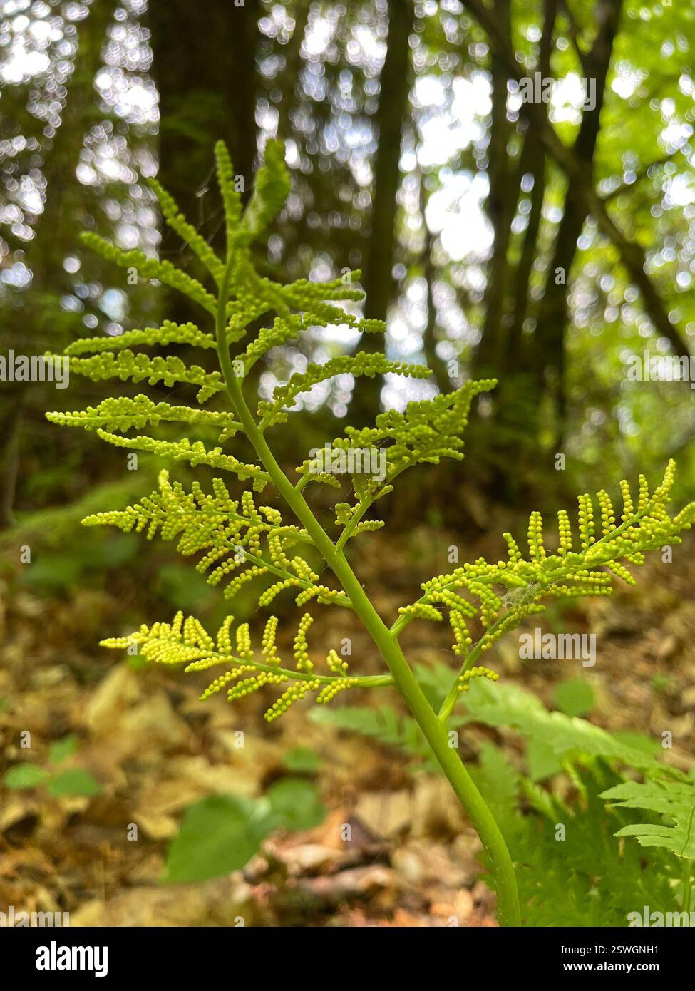 Fougère à sonnette (Botrypus virginianus), Plantae, Bruce Trail, South Bruce Peninsula, ONTARIO, ENV Banque D'Images