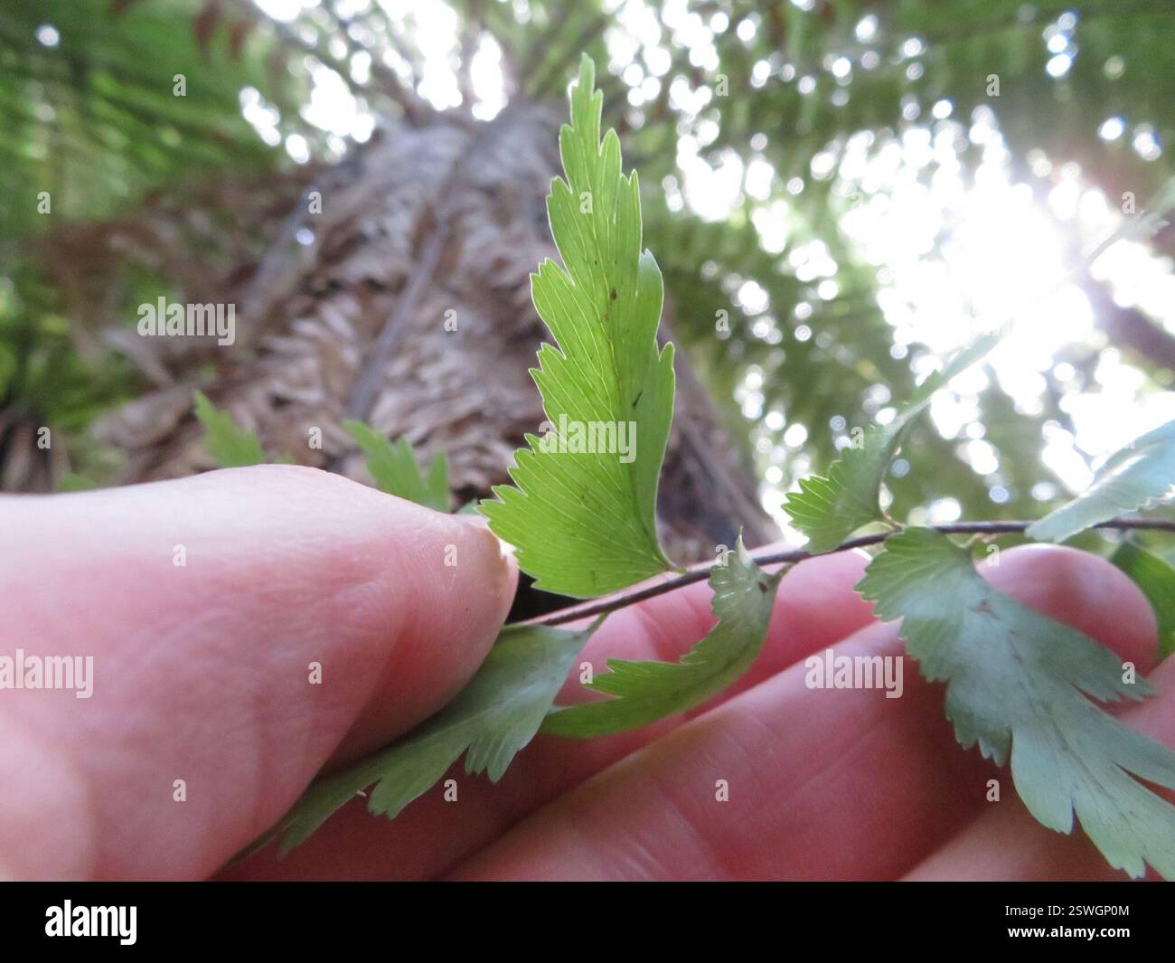 Fougère à queue de jument (Asplenium polyodon), Plantae, lac Rotopounamu Banque D'Images