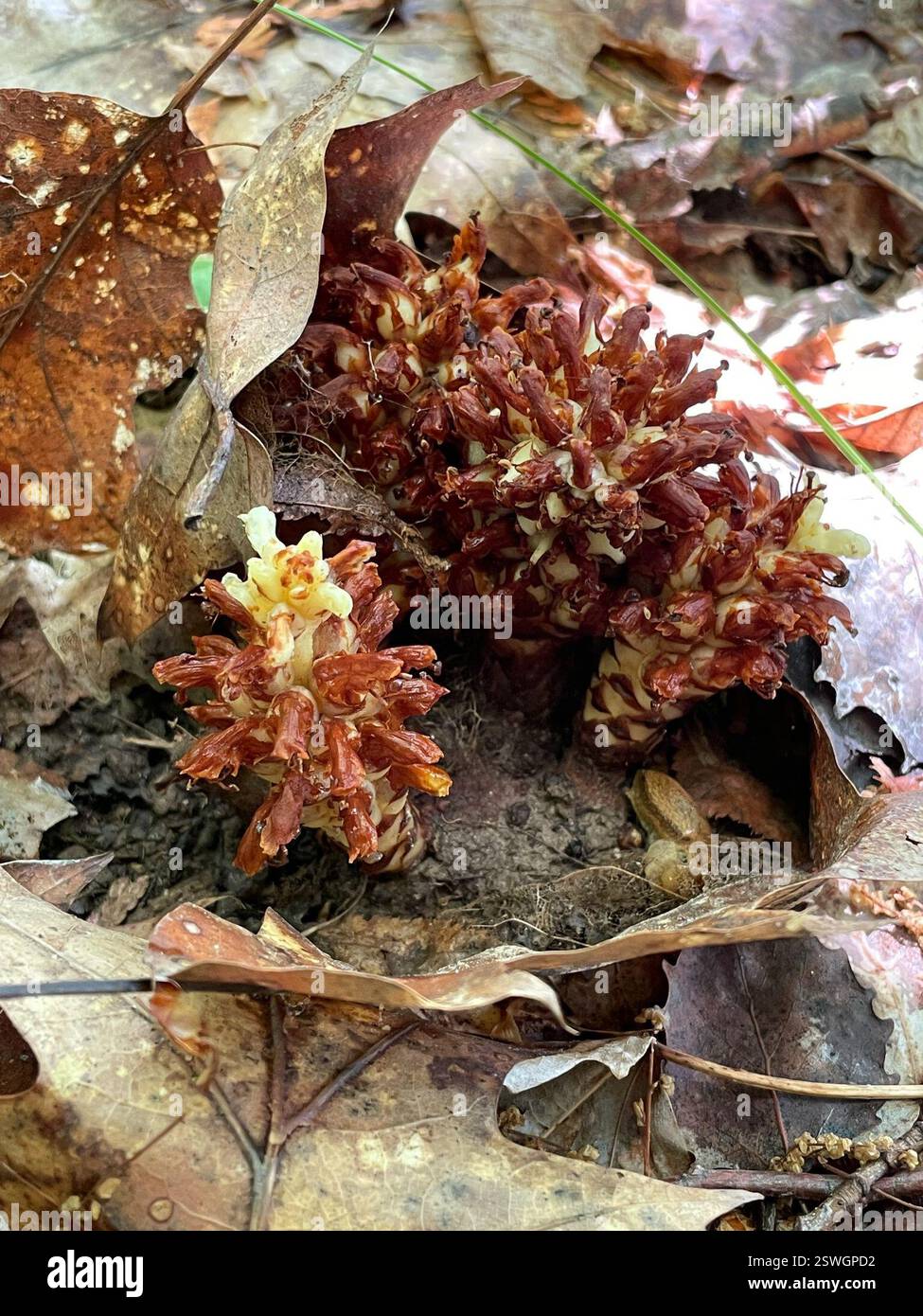 Racine cancéreuse américaine (Conopholis americana), Plantae, Bruce Trail, South Bruce Peninsula, ON, ENV Banque D'Images