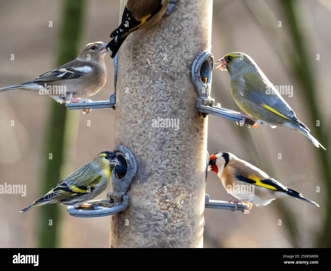 Quatre espèces de pinsons sur une mangeoire à oiseaux à Foulshaw, Cumbria, UK, Goldfinch ; Carduelis carduelis, greenfinch, Chloris chloris, Siskin, Spinus spinus an Banque D'Images