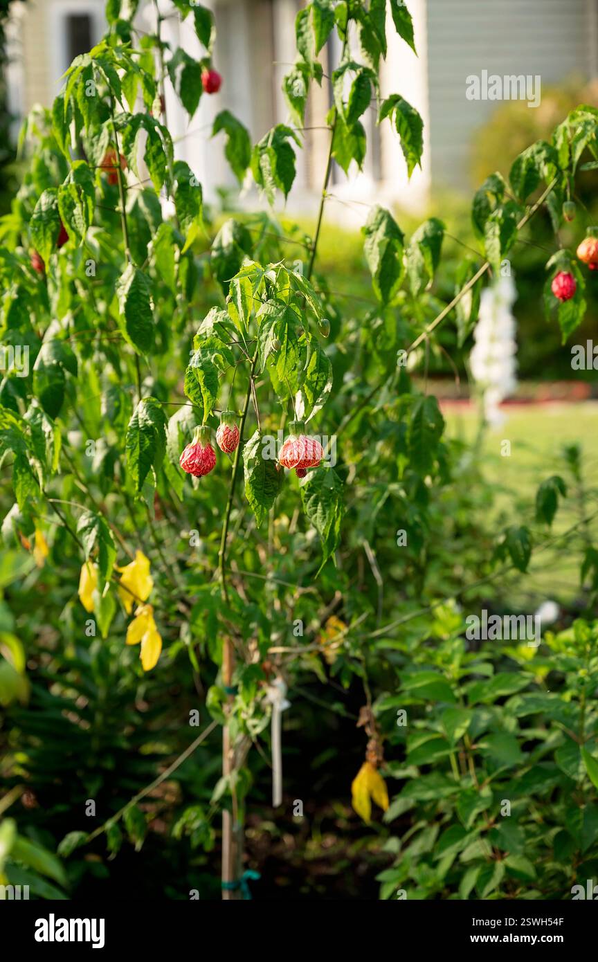 Plante Abutilon avec des fleurs suspendues rouges dans un jardin luxuriant Banque D'Images