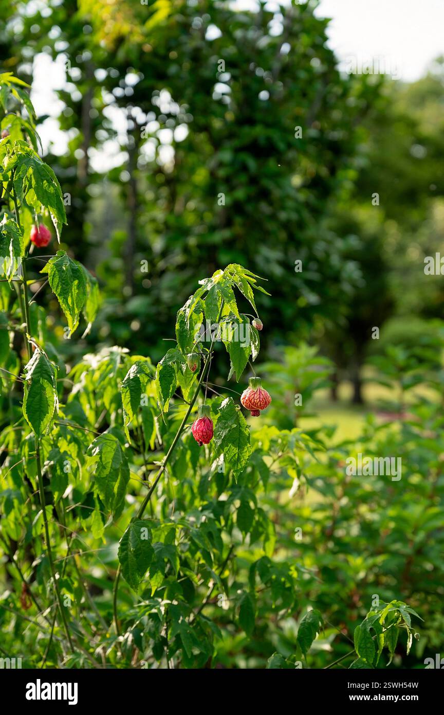 Plante Abutilon avec des fleurs suspendues rouges dans un jardin ensoleillé Banque D'Images
