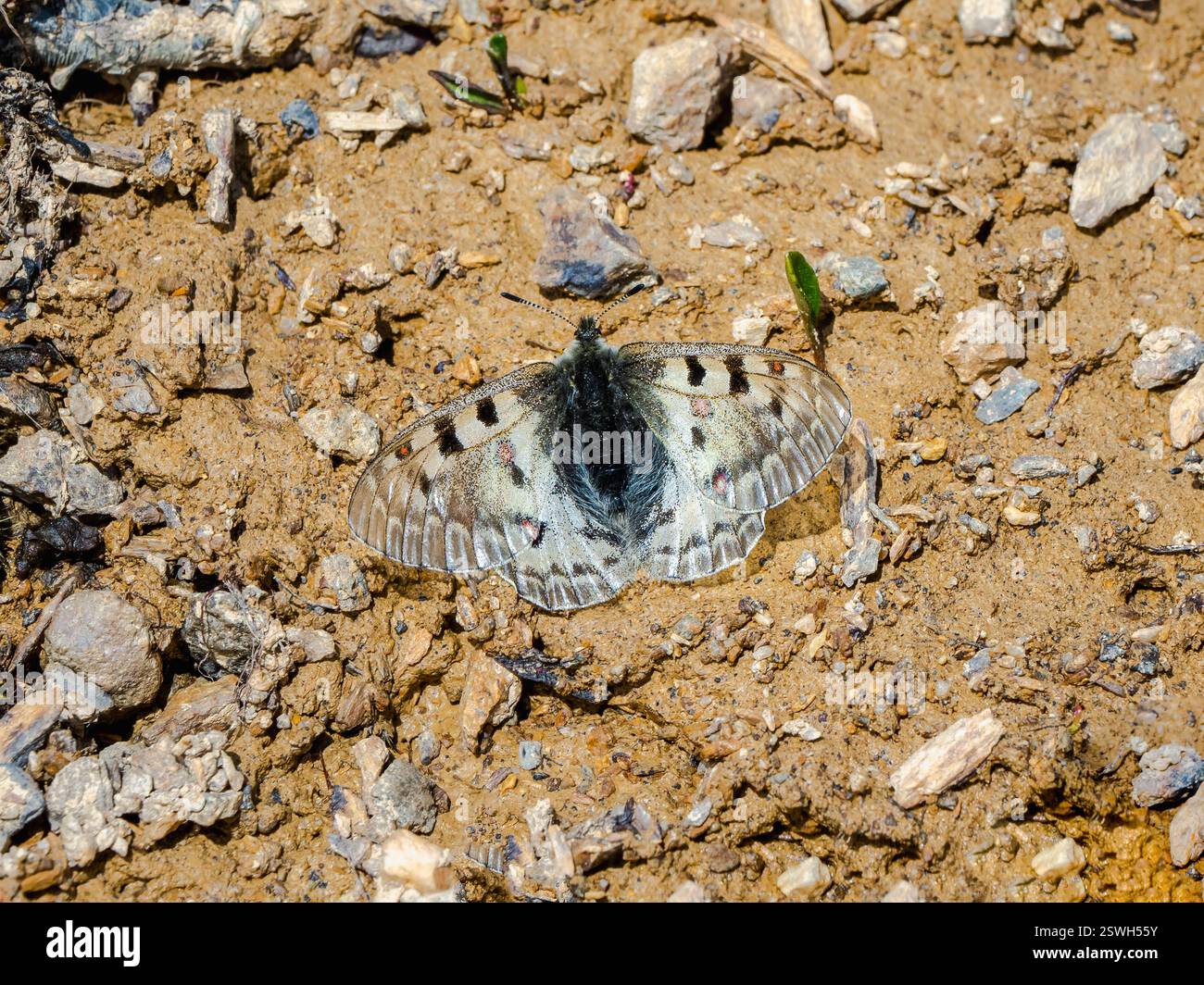 Papillon Apollon rare (Parnassius phoebus) sur un sol brun. Rare papillon de l'Altaï. Sibérie, Russie Banque D'Images