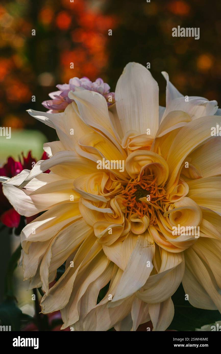 Tête de fleur de dahlia de couleur crème Banque D'Images