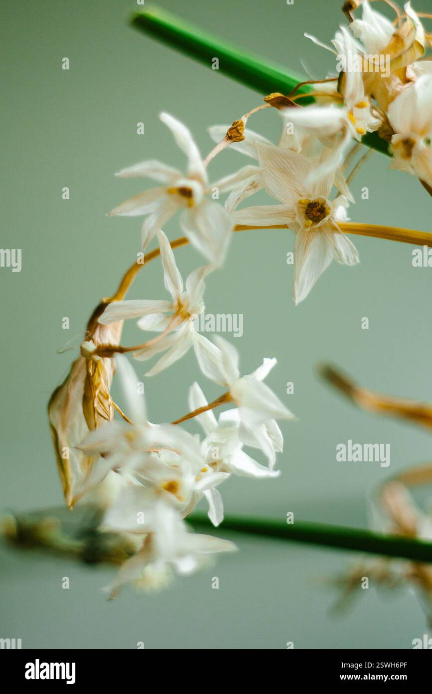 Séchage Paperwhite Flowers Botany Study Banque D'Images