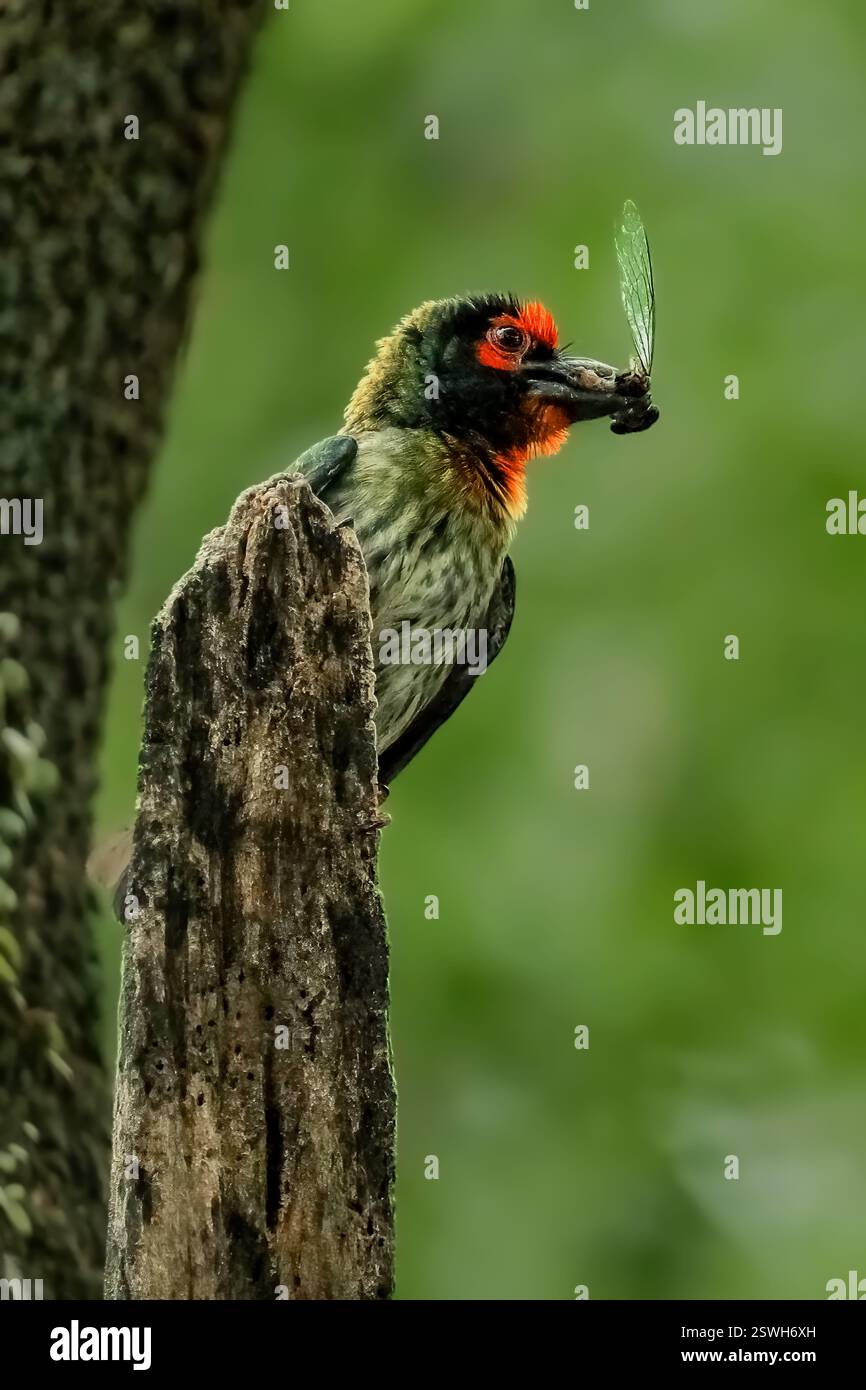 Coppersmith portant la nourriture pour le poussin Banque D'Images