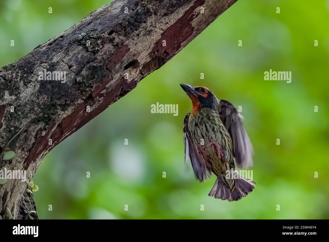 Coppersmith portant la nourriture pour le poussin Banque D'Images