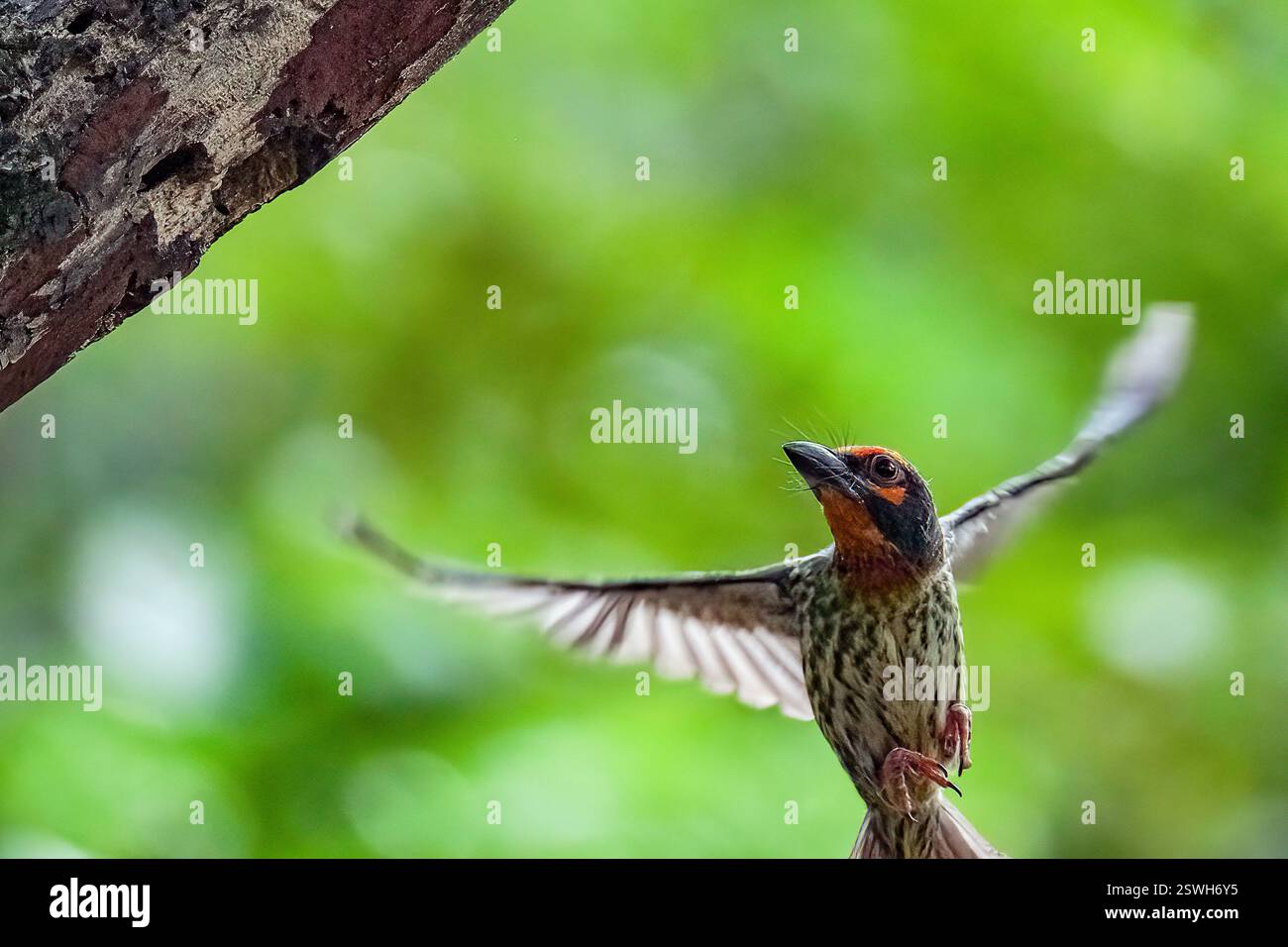 Coppersmith portant la nourriture pour le poussin Banque D'Images