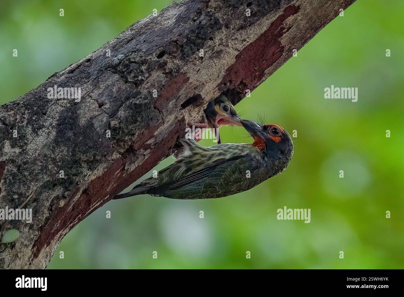 Coppersmith portant la nourriture pour le poussin Banque D'Images