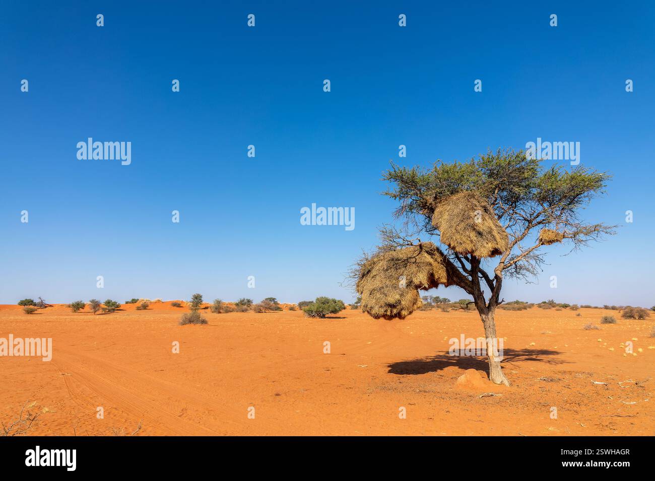 Un tisserand sociable (ou social) niche dans un arbre, un paysage désertique du Kalahari, un oiseau et une faune sauvage en Namibie, en Afrique Banque D'Images