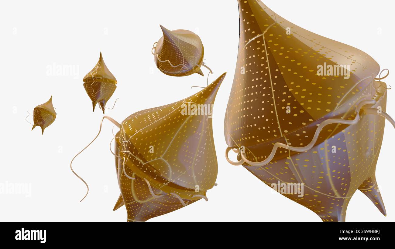 Un rendu 3D de dinoflagellés "blindés". Ils possèdent des thecae et ont deux flagelles. Banque D'Images