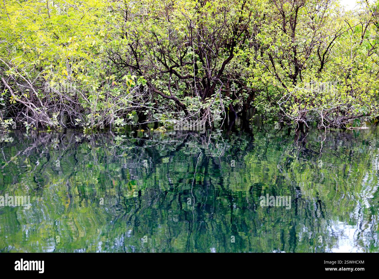 La splendide eau du cratère Azul près de Flores, Guatemala Banque D'Images