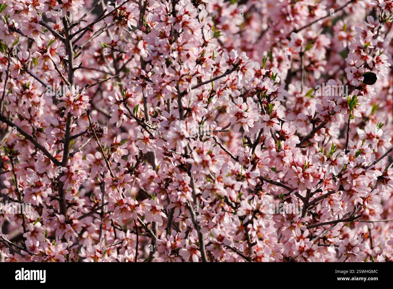 Mosaïque de branches d'amande en fleurs, Alcoy, Espagne Banque D'Images