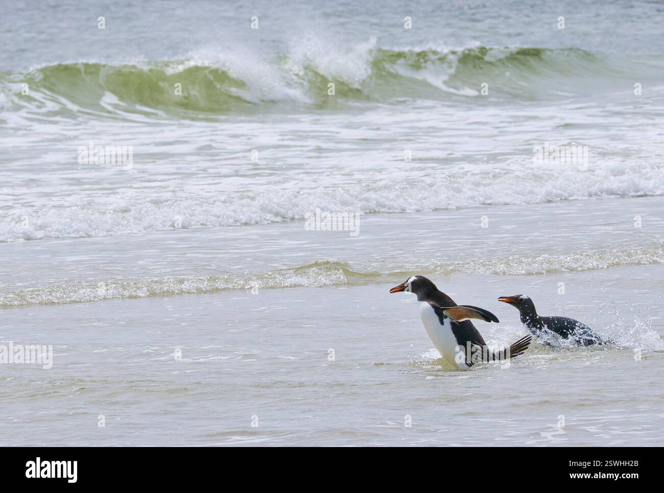 Une paire de pingouins gentous prêts à partir en mer pour trouver de la nourriture. Prise sur l'île de Saunders dans les Malouines. Banque D'Images
