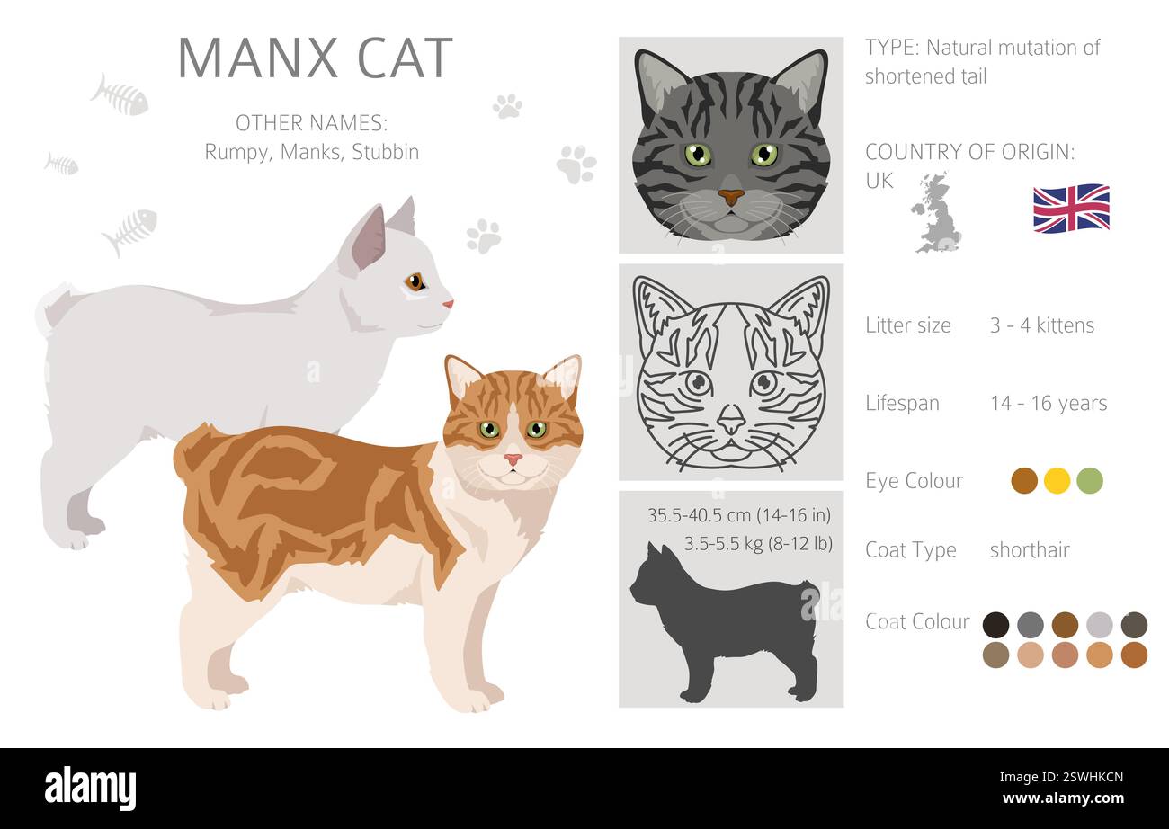 Clipart Manx Cat. Toutes les couleurs de manteau sont définies. Infographie des caractéristiques de toutes les races de chats. Illustration vectorielle Illustration de Vecteur