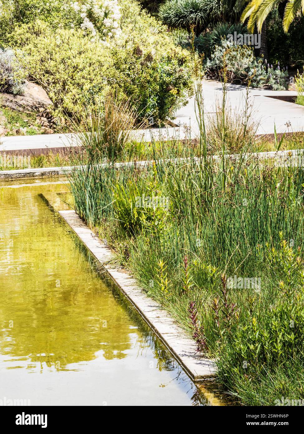 L'étang dans la zone des îles Canaries du Jardí Botànic ou jardin botanique à Barcelone, Espagne. Banque D'Images