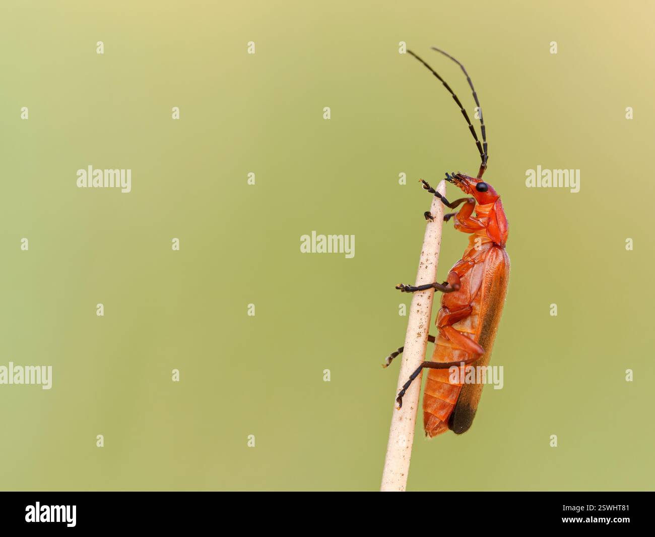 Coléoptère soldat commun, suceur de sang, Rhagonycha fulva, sur les herbes côtières, Norfolk Banque D'Images