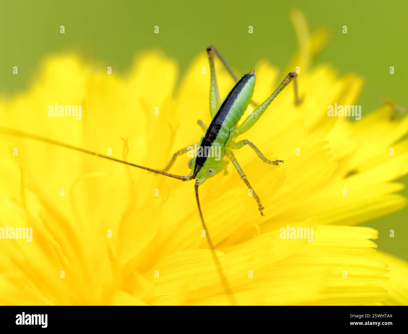 Tête de cône à ailes courtes, tête de cône, Conocephalus dorsalis, stade précoce sur les fleurs de marge de dune Banque D'Images